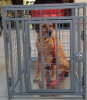 Heavy Duty Dog Crate - Collapsible - Indestructible - Steel